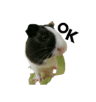 Guinea Pig [Chota]（個別スタンプ：12）