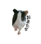 Guinea Pig [Chota]（個別スタンプ：13）