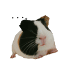 Guinea Pig [Chota]（個別スタンプ：14）