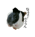 Guinea Pig [Chota]（個別スタンプ：15）