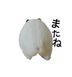 Guinea Pig [Chota]（個別スタンプ：16）