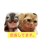 みんみんペット（個別スタンプ：1）