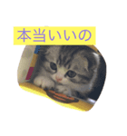 みんみんペット（個別スタンプ：2）