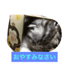 みんみんペット（個別スタンプ：3）