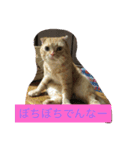 みんみんペット（個別スタンプ：4）