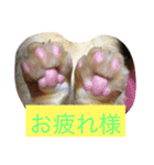 みんみんペット（個別スタンプ：5）