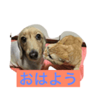 みんみんペット（個別スタンプ：6）