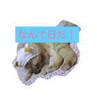 みんみんペット（個別スタンプ：7）