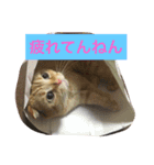 みんみんペット（個別スタンプ：8）