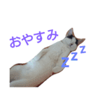 さささき（個別スタンプ：4）
