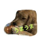 ゴールデンレトリバーしゅんくん4（個別スタンプ：1）