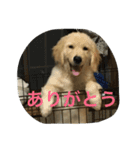 ゴールデンレトリバーしゅんくん4（個別スタンプ：4）