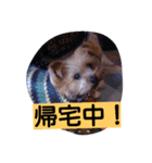 momo  vol.4（個別スタンプ：3）