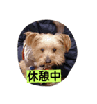 momo  vol.4（個別スタンプ：4）