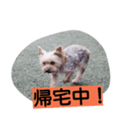 momo  vol.4（個別スタンプ：5）