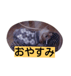 momo  vol.4（個別スタンプ：7）