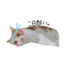 にぼし と イクラ（個別スタンプ：3）