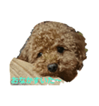 トイプーのシェー君（個別スタンプ：2）