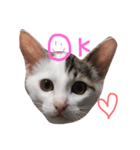 子猫のシュークリーム（個別スタンプ：1）