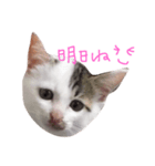 子猫のシュークリーム（個別スタンプ：2）