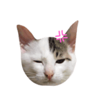 子猫のシュークリーム（個別スタンプ：3）