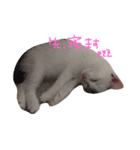 子猫のシュークリーム（個別スタンプ：4）