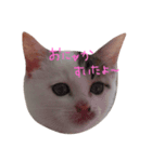 子猫のシュークリーム（個別スタンプ：6）
