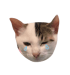 子猫のシュークリーム（個別スタンプ：7）