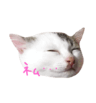 子猫のシュークリーム（個別スタンプ：8）