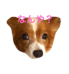 お菓子大好き犬（個別スタンプ：1）