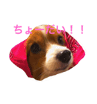 お菓子大好き犬（個別スタンプ：2）