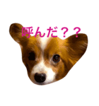 お菓子大好き犬（個別スタンプ：4）