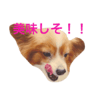 お菓子大好き犬（個別スタンプ：6）