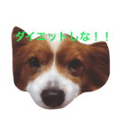 お菓子大好き犬（個別スタンプ：8）