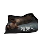 Amay（個別スタンプ：5）