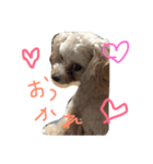 愛しのマルプーむぎたん（個別スタンプ：2）