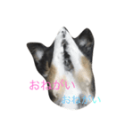 チワワルーゴロ スタンプ（個別スタンプ：7）