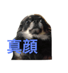 ちわわのほくとくんですこんちわわ（個別スタンプ：1）
