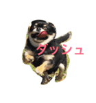 ちわわのほくとくんですこんちわわ（個別スタンプ：2）