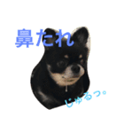 ちわわのほくとくんですこんちわわ（個別スタンプ：5）