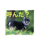 ちわわのほくとくんですこんちわわ（個別スタンプ：6）