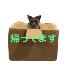 シャムのラグちゃん5（個別スタンプ：14）