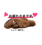 トイプードル❤️Jerry（個別スタンプ：1）