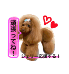 トイプードル❤️Jerry（個別スタンプ：6）