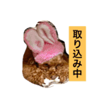 トイプードル❤️Jerry（個別スタンプ：7）