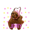 トイプードル❤️Jerry（個別スタンプ：14）