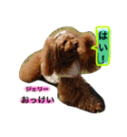 トイプードル❤️Jerry（個別スタンプ：22）