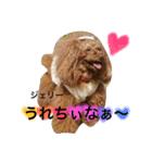 トイプードル❤️Jerry（個別スタンプ：24）