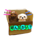 トイプードル❤️Jerry（個別スタンプ：26）