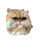 yes l do（個別スタンプ：2）